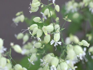 可憐な花