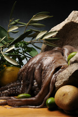 Octopus vulgaris マダコ Осьминог обыкновенный 普通章魚 Ośmiornica zwyczajna რვაფეხა Polpo Pieuvre commune Gewöhnlicher Krake Meritursas Achtarm Polvo-comum Pulpo común תמנון החוף  © Comugnero Silvana