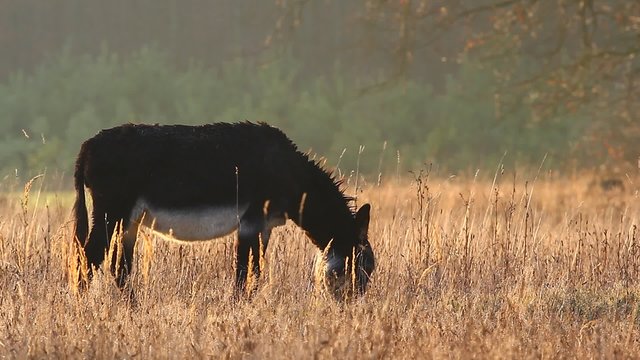 donkey in a field  in sunny day, nature series