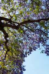 jacaranda bloom with blue sky