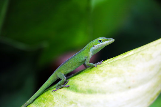 Green Anole (Anolis carolinensis)