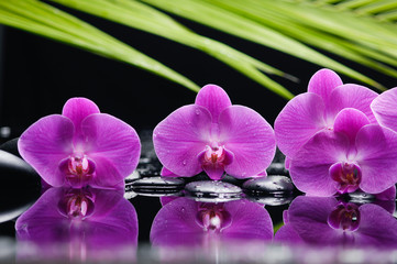 orchid with long leaf and stones on wet background