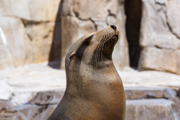 sea lion closeup, closing eye
