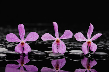 pink orchid with therapy stones 