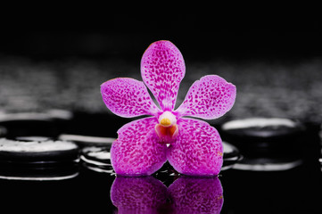 Still life with orchid with pebbles on wet background