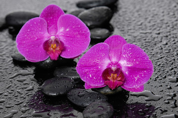 orchid with pebbles on wet background