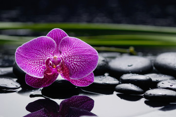 orchid with leaf and stones on wet background