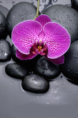orchid with pebbles on wet background