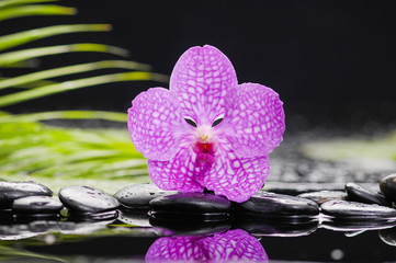 Fototapeta na wymiar orchid with leaf and stones on wet background