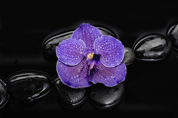 Zen stones and purple orchid