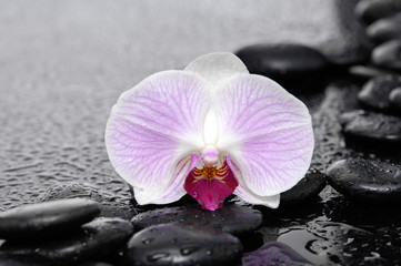 Zen stones and macro of orchid