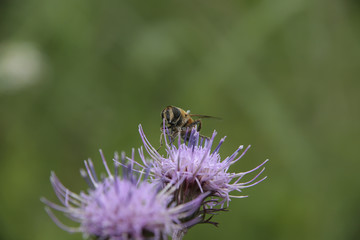 Honey bee and thistle