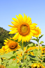 Sunflower Field.