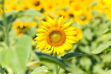 Sunflower Field.