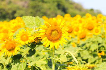 Obraz premium Sunflower Field.