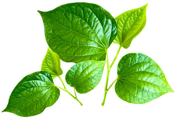 Fototapeta na wymiar Fresh betel leaf isolate on white background