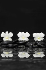 Fototapeta na wymiar Still life with three orchid with stones