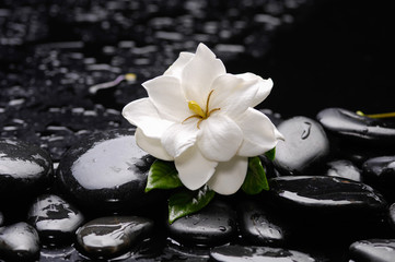 Obraz na płótnie Canvas gardenia with candle on black pebbles 