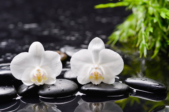 Fototapeta white orchid and green leaf with therapy stones