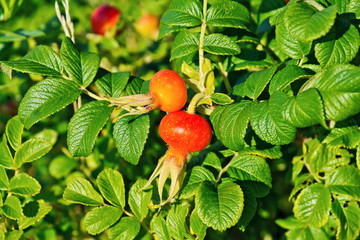 Rosehip large berries