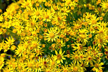 Senecio erucifolius flowers