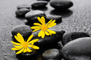  yellow gerbera with wet stones on wet background