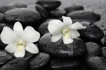 Obraz na płótnie Canvas Still life with orchid with stones
