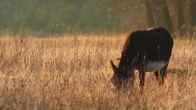 donkey in a field  in sunny day, nature series
