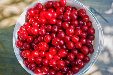 A small bucket of red ripe cherries without tails. Harvesting. Selective focus.