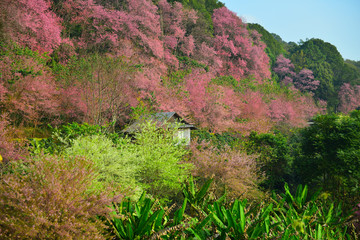 Obraz premium Pink Cherry Blossom flower at khun chang kian village on the top of Doi Suthep, Chiang mai, THAILAND 
