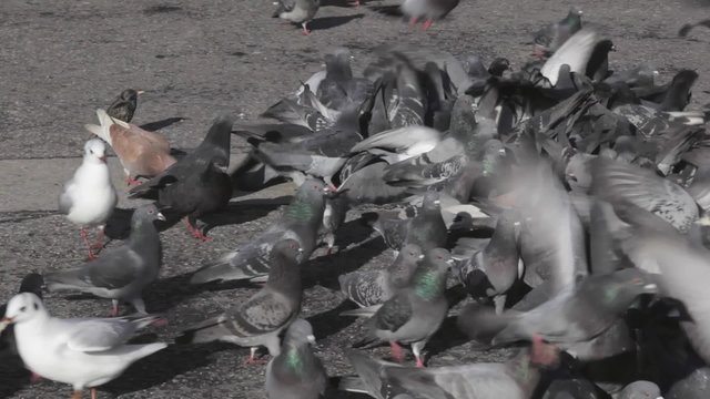 Flock of Doves and Pigeons Feeding at Street