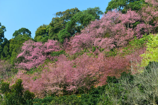 Pink Cherry Blossom flower at khun chang kian village on the top of Doi Suthep, Chiang mai, THAILAND 