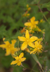 St. John's Wort blooming