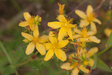 St. John's Wort close up