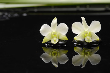 Two white orchid with plant on black stones