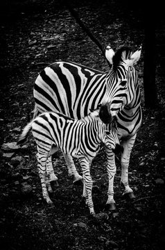 famille de z&egrave;bre