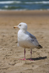 Seagull standing on sandy beach in Zandvoort, the Netherlands