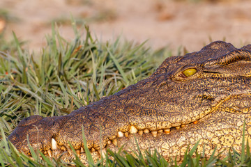 Portrait of a Nile Crocodile