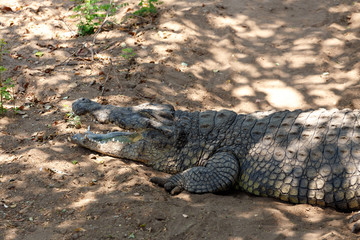 Obraz premium Portrait of a Nile Crocodile