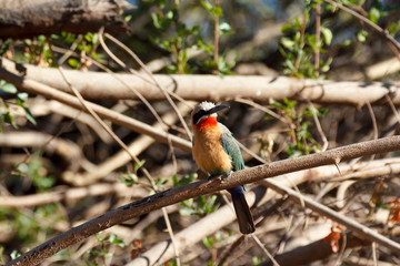 White fronted Bee-eater on tree