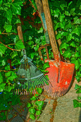 Garden tools, rakes and spade and rambling ivy