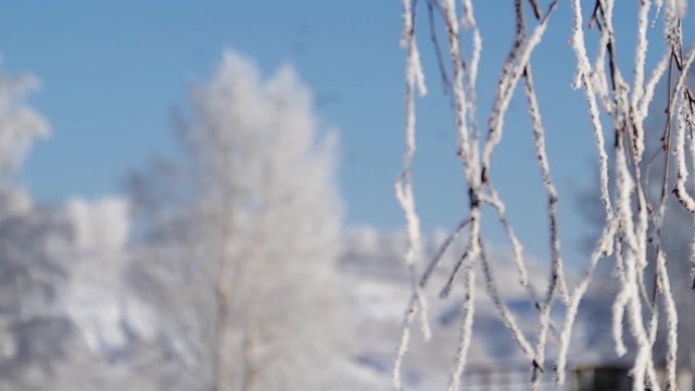 Rime branch of birch tree refocuse to trees and birds