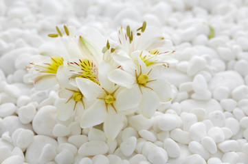 gardenia with white pebbles