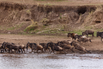 Mara Crossing der Gnus