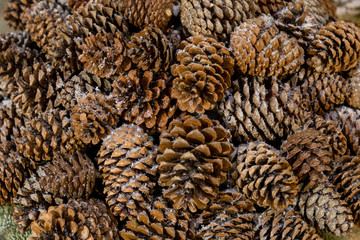 Fir cones taken closeup suitable as background