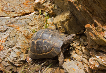 Greek tortoise (Testudo graeca ibera) on Kos, Greece