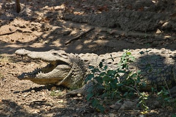 Nile crocodile Crocodylus niloticus on the banks of the  in Botswana