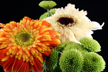 Mix of Chrysanthemum flower orange white green on black background