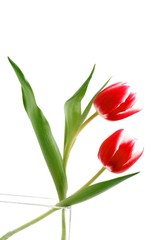 Blumen zum Valentinstag, Tuplen