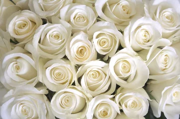 Wall murals Roses White roses background